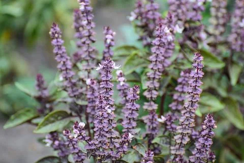 Blooming plants Stock Photos