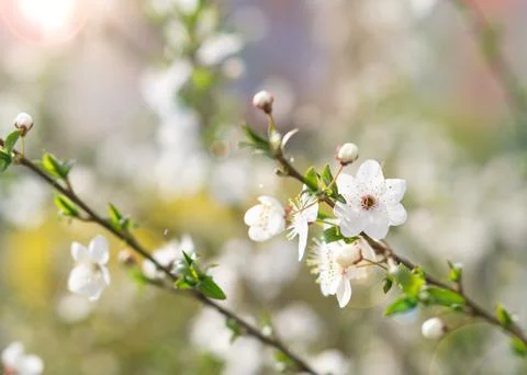 Blooming plum branch in spring 2 Stock Photos
