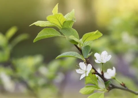 Blooming plum branch in spring Stock Photos