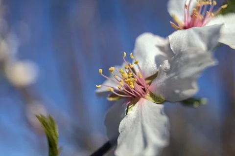Blooming plum branches seen up close Stock Photos