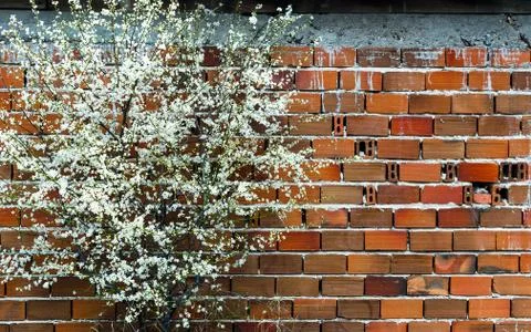 Blooming plum Stock Photos