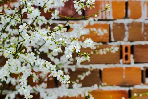 Blooming plum Stock Photos