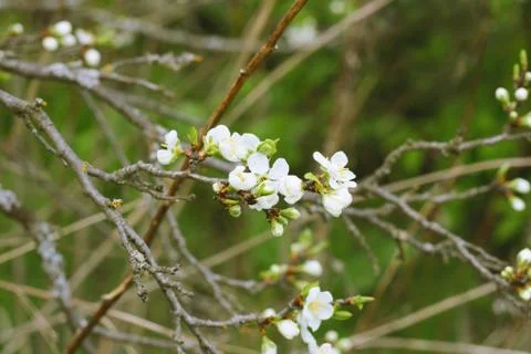 Blooming plum Stock Photos