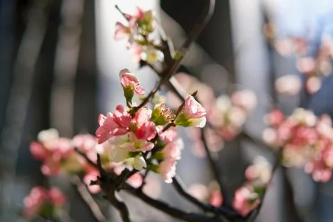 Blooming plum Stock Photos