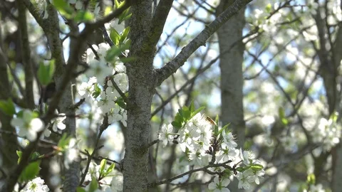 Blooming plum in spring Stock Footage 107318946