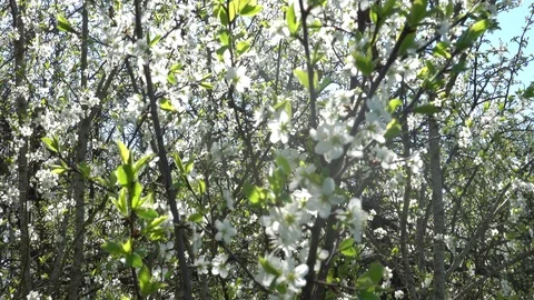 Blooming plum in spring Stock Footage 107319243