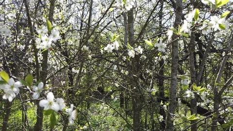 Blooming plum in spring Stock Footage 107337118