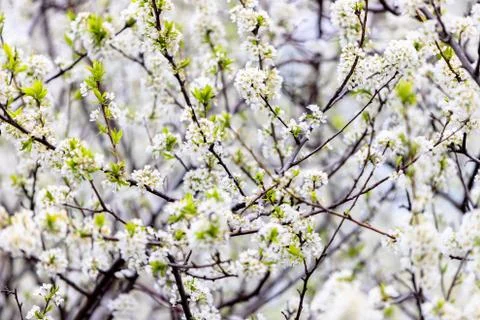 Blooming plum tree. The branches are covered with white flowers. Stock Photos