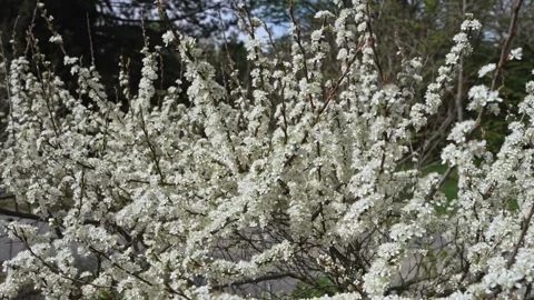 Blooming plum tree branches with small white flowers. floral background Stock Footage 333708881