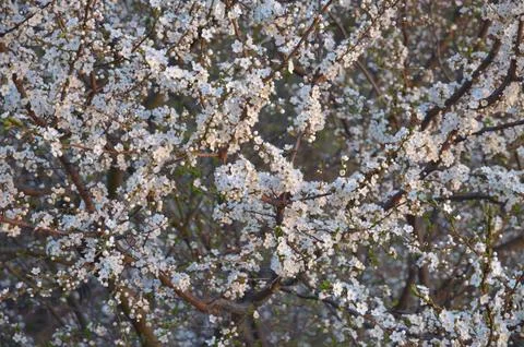 Blooming plum tree branches with small white flowers, landscape Stock-Fotos