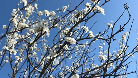 Blooming plum tree branches studded with delicate white flowers against a vivid Stock Footage 336177516