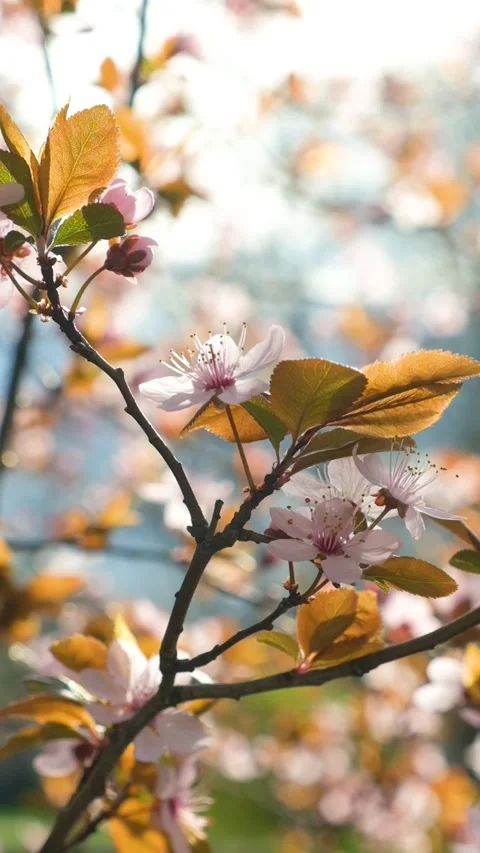 Blooming plum tree decorative, pink flowers in the rays of the setting sun Stock Footage 272173749