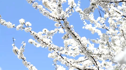 Blooming Plum Tree Stock Footage 32599803