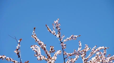 Blooming plum tree Stock Footage 36740343