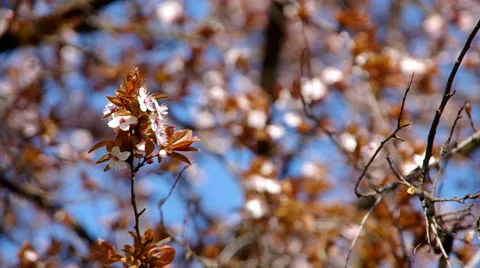 Blooming plum tree Stock Footage 36740897