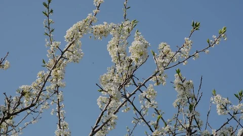 Blooming plum-tree Video stock 105040662