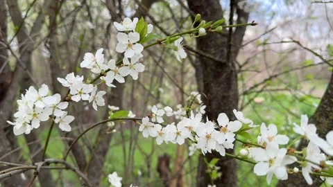 A blooming plum tree in the garden against the sky Stock Footage 273567659