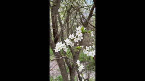A blooming plum tree in the garden, a floral one Stock Footage 273702453