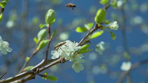 A blooming plum tree with an insect and a bee flying to another flower. Stock Footage 313793633