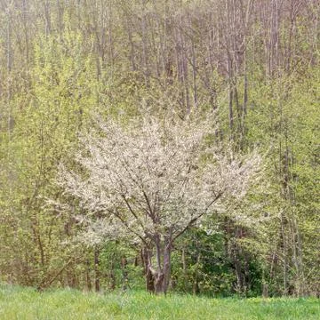 Blooming plum tree Stock Photos