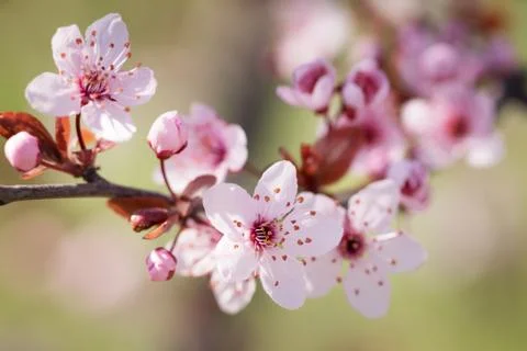 Blooming plum tree. Stock Photos