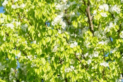 Blooming plum tree Stock Photos