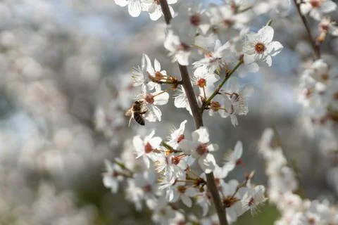 Blooming plum tree Stock Photos