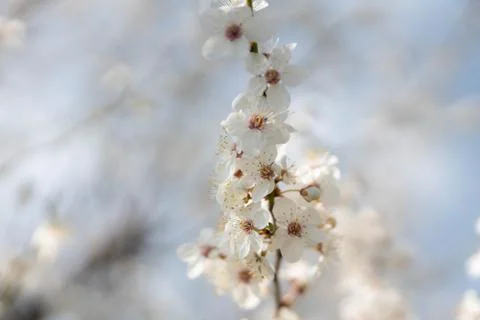 Blooming plum tree Foto stock