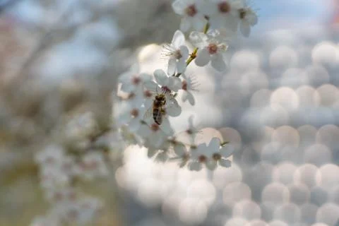 Blooming plum tree Foto stock