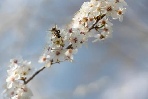 Blooming plum tree Stock Photos