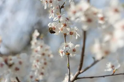 Blooming plum tree Stock Photos