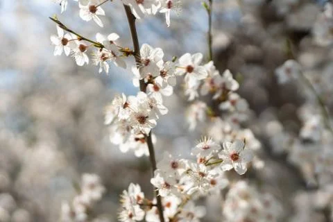 Blooming plum tree Stock Photos
