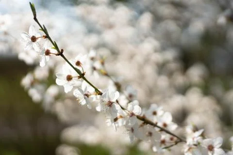 Blooming plum tree Stock Photos