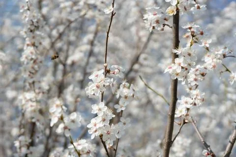 Blooming plum tree Stock Photos