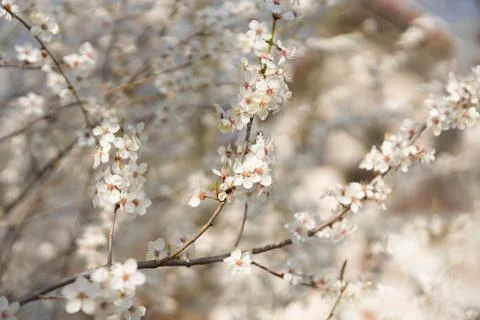 Blooming plum tree Foto stock