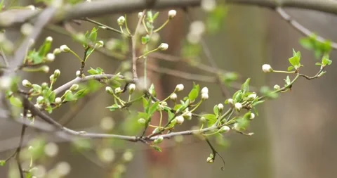 Blooming plum tree in slow motion Stock Footage 268432429