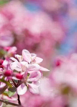 Blooming plum tree in spring with pink flowers Stock Photos