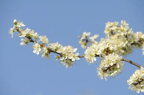 Blooming plum tree in spring time Stock Photos