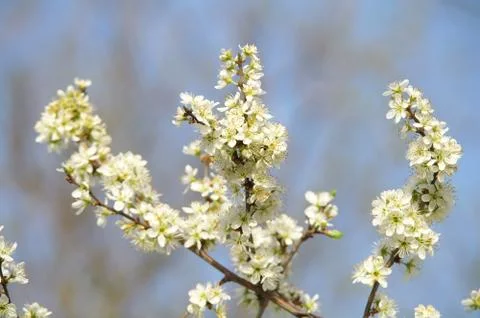 Blooming plum tree in spring time Stock Photos