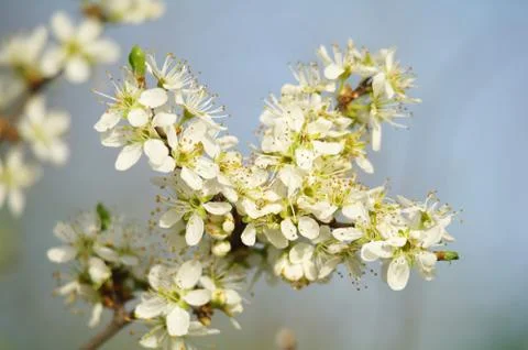Blooming plum tree in spring time Stock Photos