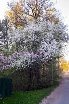 Blooming plum tree in spring with white on pink-purple flowers . Stock Photos
