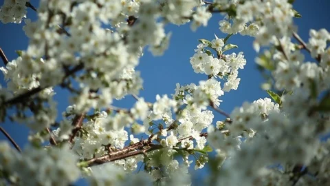 Blooming plum tree with white flowers on a sunny day against a blue sky Stock Footage 98323089