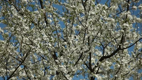 Blooming plum tree with white flowers on a sunny day against a blue sky Video stock 98323896