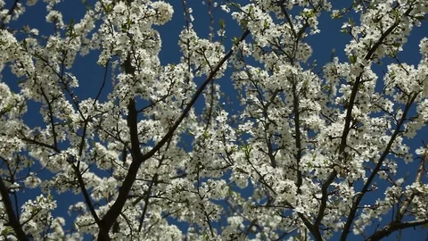 Blooming plum tree with white flowers on a sunny day against a blue sky Stock Footage 98324161