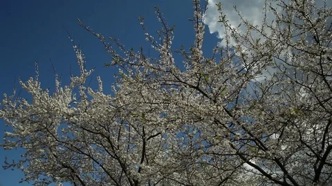 Blooming plum tree with white flowers on a sunny day against a blue sky Stock Footage 98324271