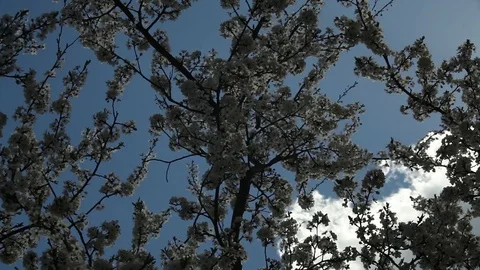 Blooming plum tree with white flowers on a sunny day against a blue sky Stock Footage 98324518
