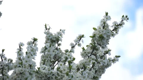 Blooming plum tree with white flowers on a background of spring sky. 库存影片 118885387