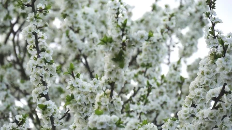 Blooming plum tree with white flowers on a background of spring sky. Stock Footage 118885434