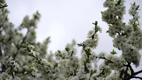Blooming plum tree with white flowers on a background of spring sky. 库存影片 118885941