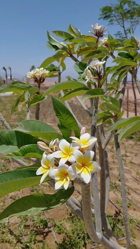 A blooming plumeria Stock Footage 336230074